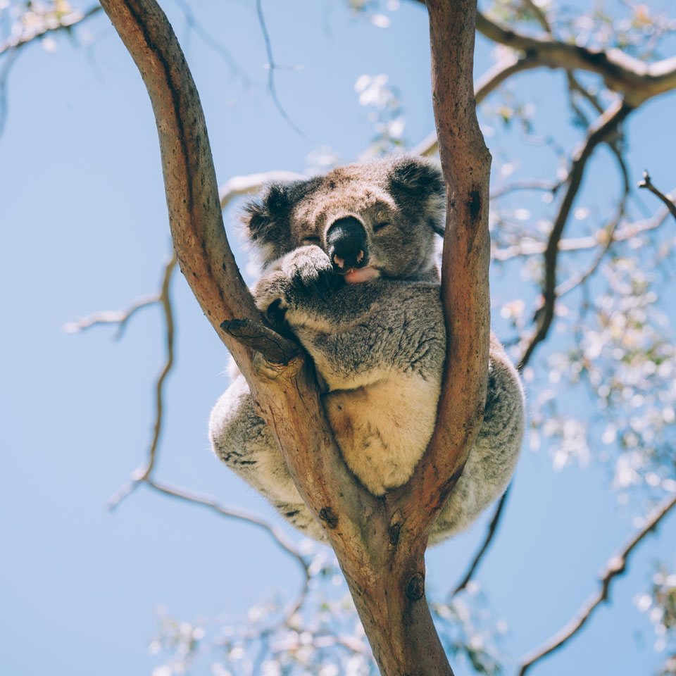 Wildlife Experiences - Australia & New Zealand Luxury Vacations