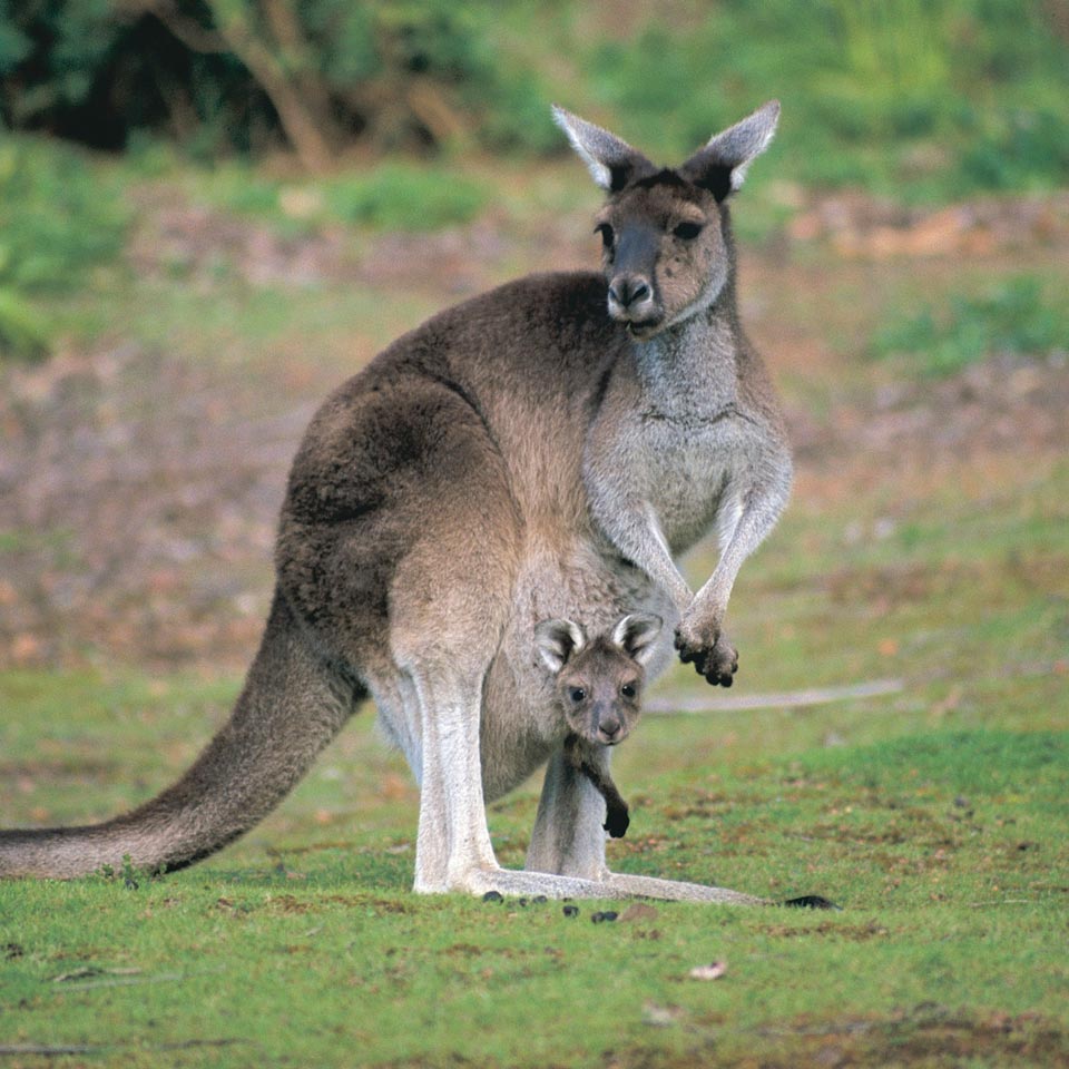 Photo credit (Tourism Western Australia). Location displayed (Donnelly River, Western Australia). 